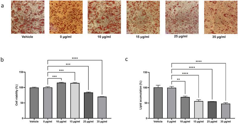The figure is composed of three parts. (A) Microscopic images showing lipid droplets stained red after Oil Red O staining in cells treated with varying concentrations of 10-gingerol (Vehicle, 0 µg/ml, 10 µg/ml, 15 µg/ml, 25 µg/ml, 35 µg/ml), where a reduction in lipid accumulation is observed at higher concentrations. (B) Bar graph depicting cell viability (%) across different concentrations of 10-gingerol, with a significant increase in viability at 10 µg/ml and 15 µg/ml. (C) Bar graph showing lipid accumulation (%) with a significant decrease at concentrations of 10, 15, 25 and 35 µg/ml compared to the control.