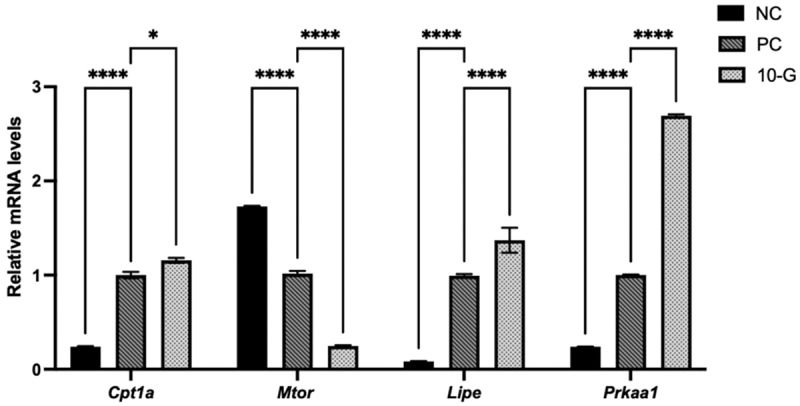 The bar chart displaying relative mRNA levels for four genes: Cpt1a, Mtor, Lipe and Prkaa1 across three experimental groups (NC, PC, 10-G). Each bar represents one of these groups, with NC in solid black, PC in diagonal stripes and 10-G in dotted patterns. Significant differences between the conditions are indicated by asterisks, where * represents p < 0.05, ** represents p < 0.01, *** represents p < 0.001 and **** represents p < 0.0001. Specifically, the mRNA level of Mtor is lower, while the levels of Cpt1a, Lipe and Prkaa1 are significantly higher in the 10-G group compared to the NC group.
