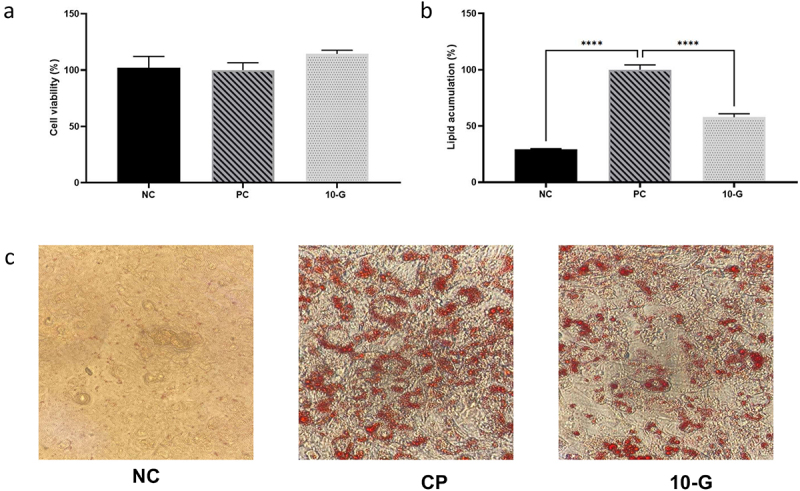 The figure is composed of three parts. (a) Bar graph showing cell viability (%) for three groups: NC (negative control), PC (positive control) and 10-G (10-gingerol treated group), with no significant differences between groups. (b) Bar graph depicting lipid accumulation (%), with a significantly higher accumulation in the PC group compared to the NC and 10-G groups. (c) Microscopic images showing lipid droplets stained red after Oil Red O staining for the NC, PC and 10-G groups, with minimal lipid accumulation in the NC group, extensive accumulation in the PC group, and reduced accumulation in the 10-G group.