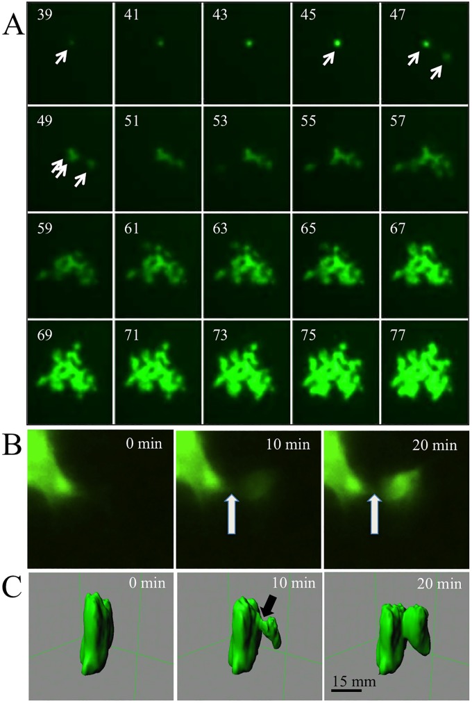 FIG 3