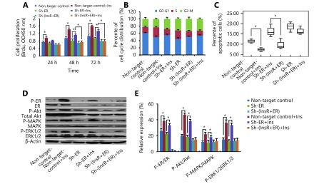 (A) BrdU enzyme-linked immunosorbent assay of the effects of insulin stimulation on Ishikawa cell proliferation after knockdown of ER and/or insulin receptor (InsR). (B) Flow cytometry analysis of the effects of insulin stimulation on Ishikawa cell cycle distribution after knockdown of ER and/or InsR. (C) The percentage of apoptotic Ishikawa cells (after knockdown of ER and/or InsR) treated with insulin was detected via flow cytometry analysis using Annexin V-FITC antibodies. (D, E) Western blot analysis of the effects of insulin treatment on the ratios of phosphorylated (p)-ER/ER, p-Akt/Akt, p-MAPK/MAPK, and p-ERK/ERK in Ishikawa cells after knockdown of ER and/or InsR. *<italic>P</italic> < 0.05 for all experiments.