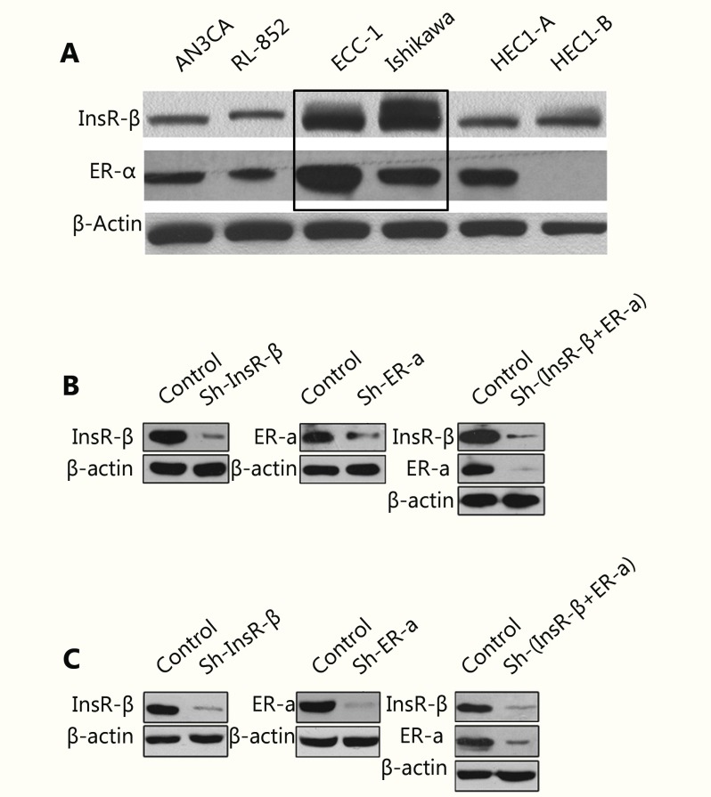 (A) Western blot analysis of the expression levels of ER-α and InsR-β in six EC cells. (B) Western blot analysis of the expression levels of ER-α and InsR-β in Ishikawa cells after knockdown of ER-α and InsR-β. (C) Western blot analysis of the expression levels of ER-α and InsR-β in ECC-1 cells after knockdown of ER-α and InsR-β.