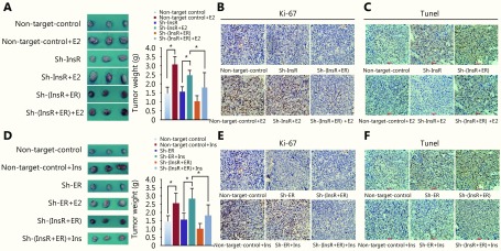 (A) The effects of estradiol stimulation on Ishikawa cell xenografts after knockdown of ER and/or InsR were evaluated. (B) Ki-67 expression levels in the above xenograft tissues (H&amp;E staining, 200 ×). (C) TUNEL assay of the levels of apoptosis in the above xenografts (200 ×). (D) The effects of insulin stimulation on Ishikawa cell xenografts after knockdown of ER and/or InsR were evaluated (200 ×). (E) Analysis of the expression of Ki-67 within the above xenograft tissues (H&amp;E staining, 200 ×). (F) TUNEL assay of the levels of apoptosis in the above xenograft tissues (200 ×). *<italic>P</italic> < 0.05 for all experiments.