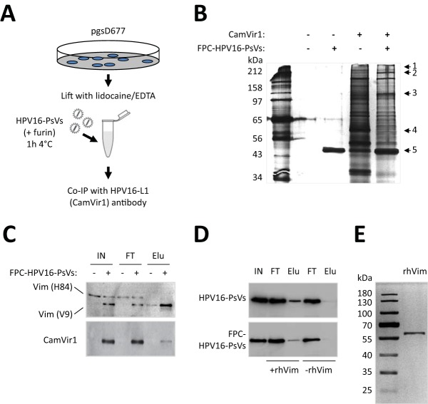 FIG 2