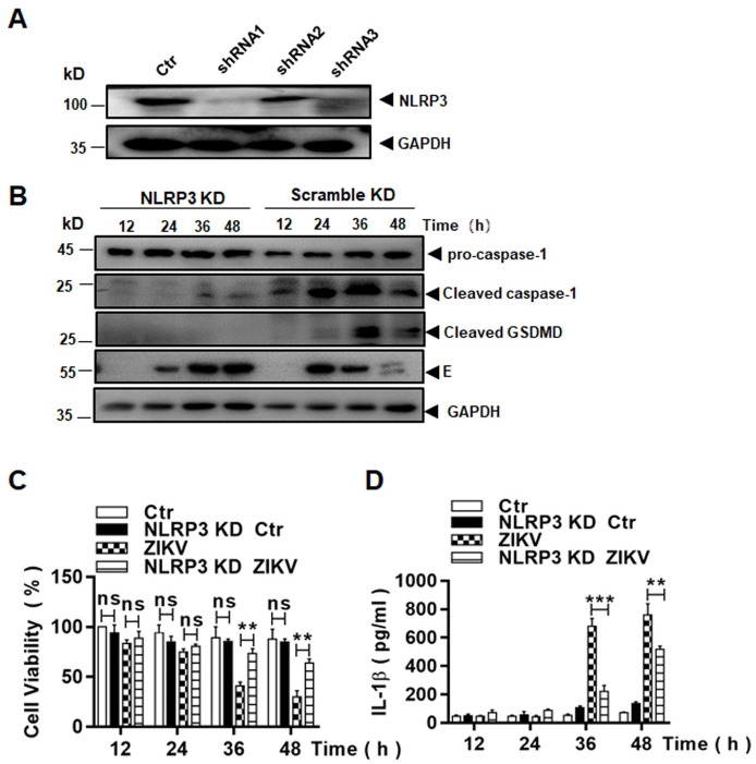 Fig 11