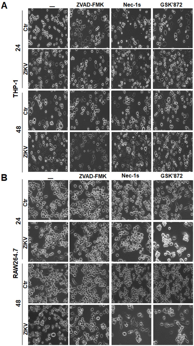 Fig 2