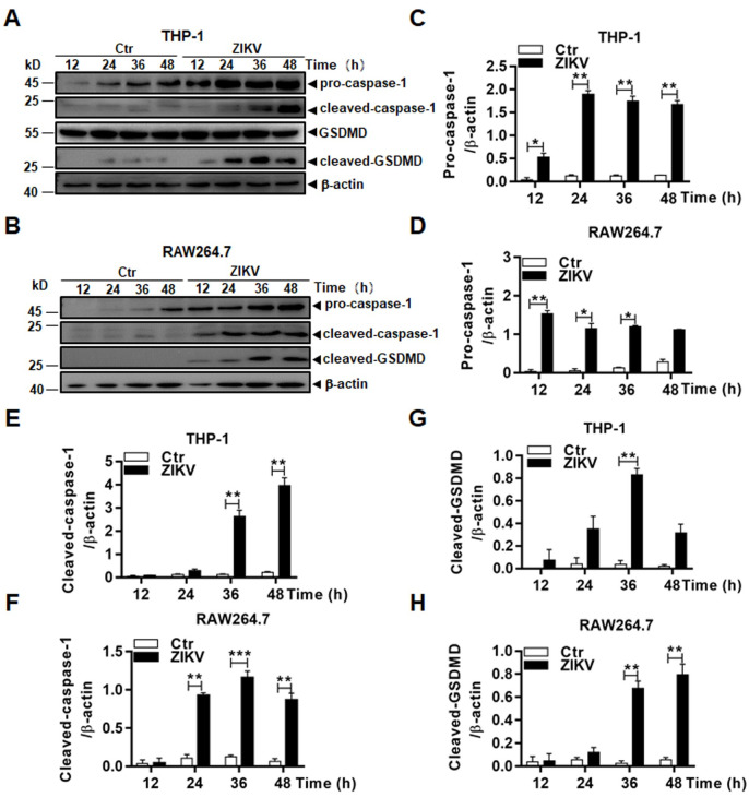 Fig 6