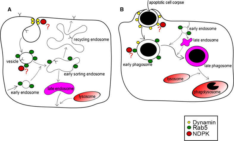 Fig. 2