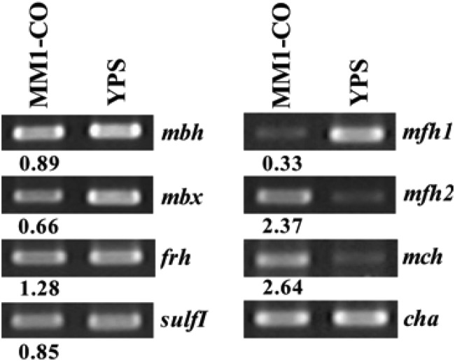 Fig 1