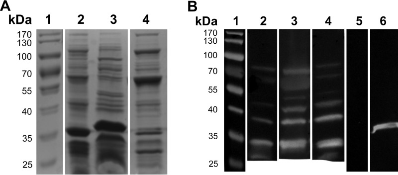 FIG 4 