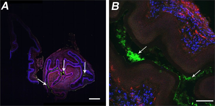 FIG 2 