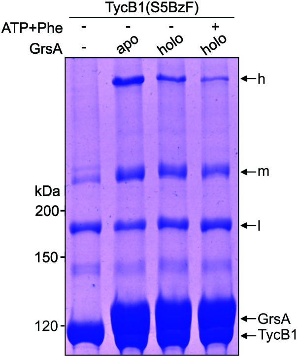 Fig. 8