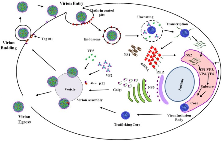 Figure 2