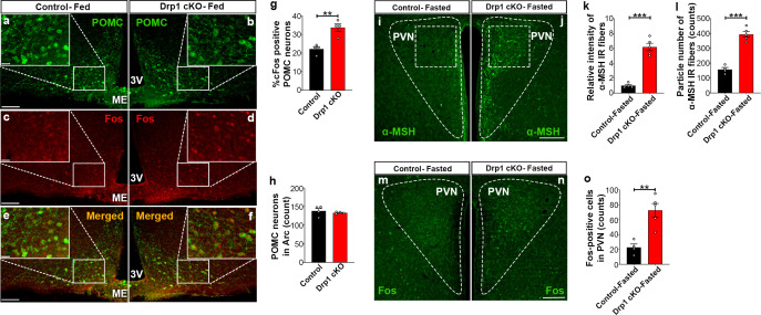 Figure 5—figure supplement 1.