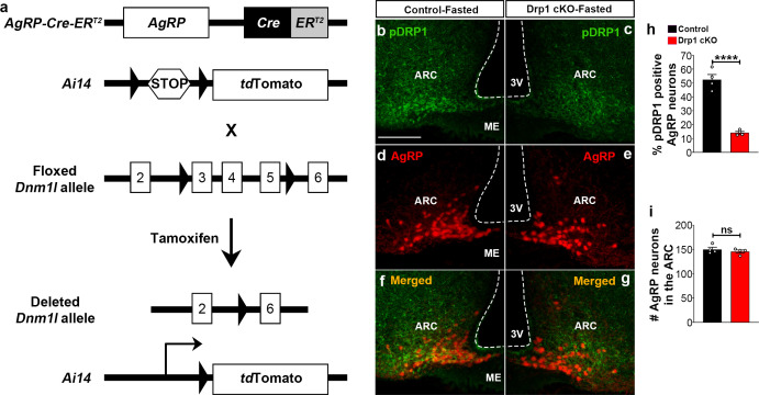 Figure 3—figure supplement 1.