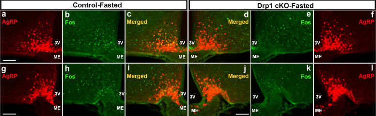 Figure 4—figure supplement 1.