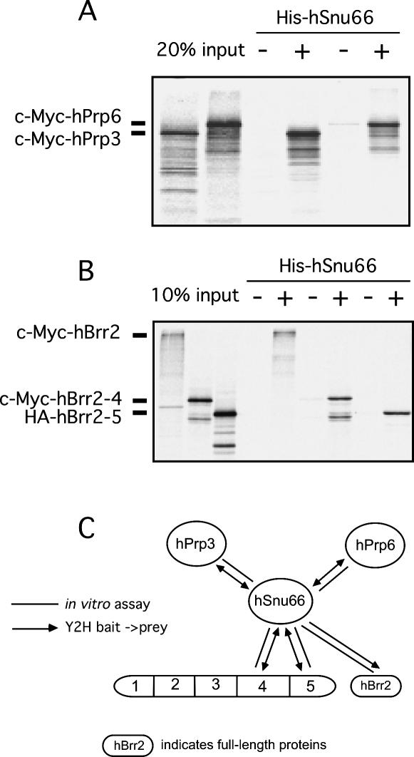 FIGURE 5.