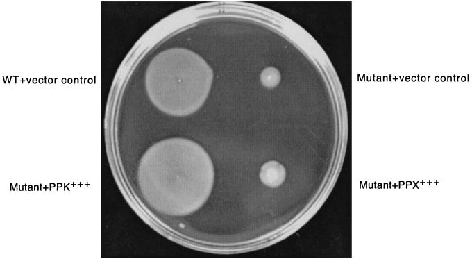 FIG. 1