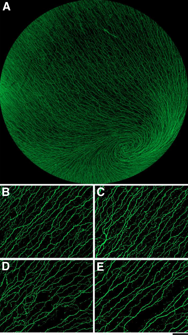 Figure 2