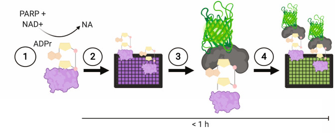 Fig. 1