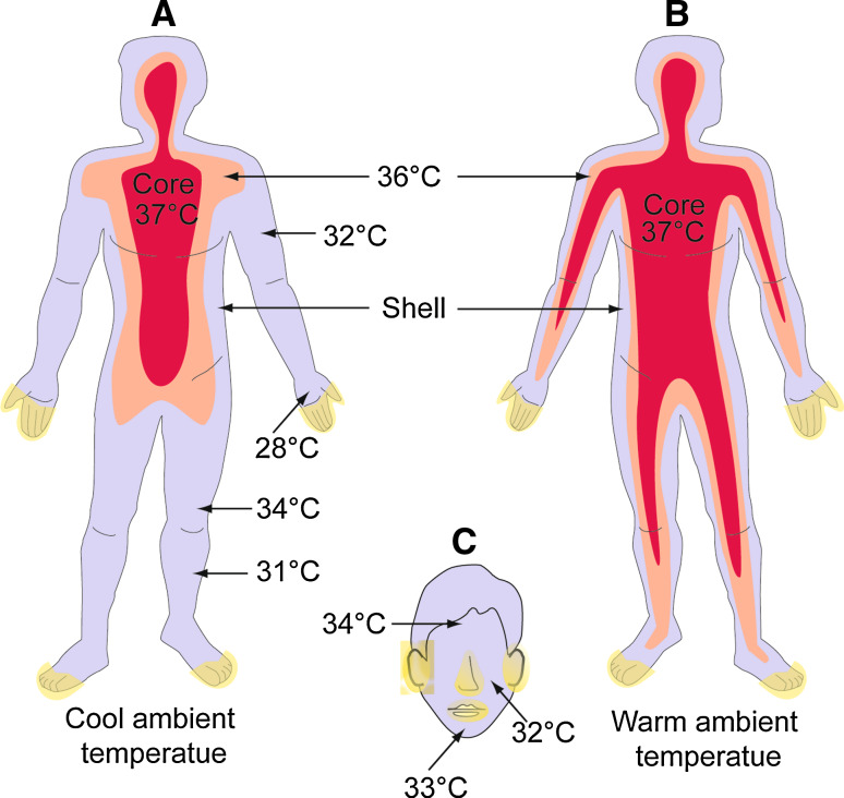 Fig. 1