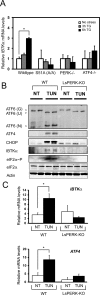 FIGURE 6: