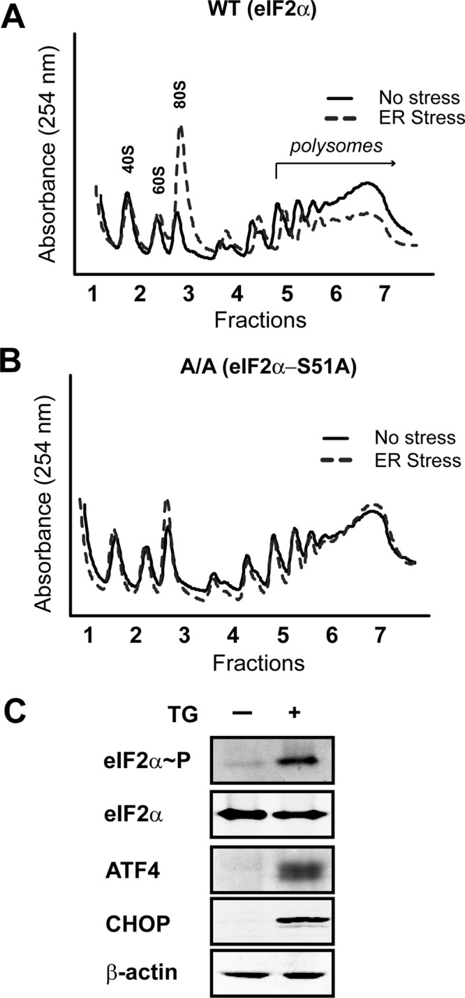 FIGURE 1: