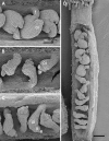 F<sc>igure</sc> 1.—