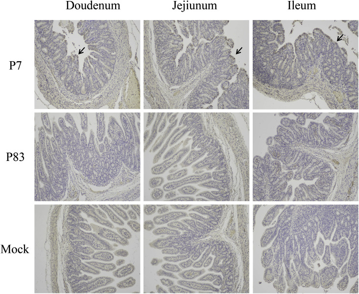 Fig. 9