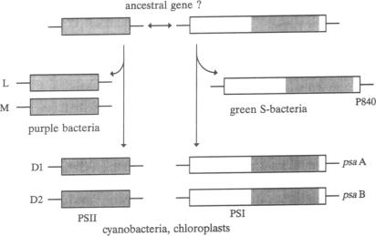 graphic file with name pnas01091-0299-a.jpg