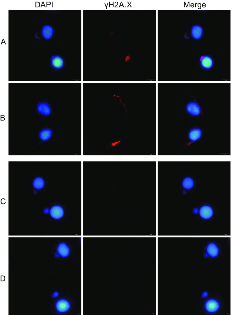 Figure 5