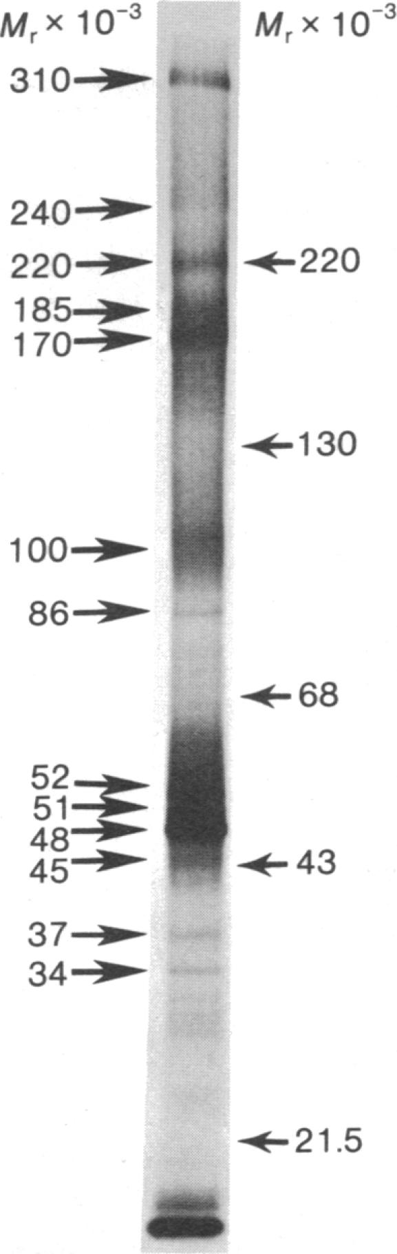 graphic file with name pnas00008-0261-a.jpg