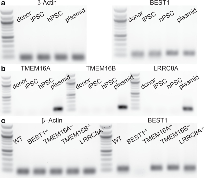 Figure 3—figure supplement 2.