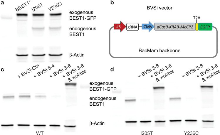 Figure 4—figure supplement 1.