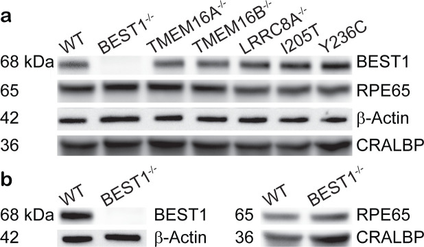 Figure 3—figure supplement 1.