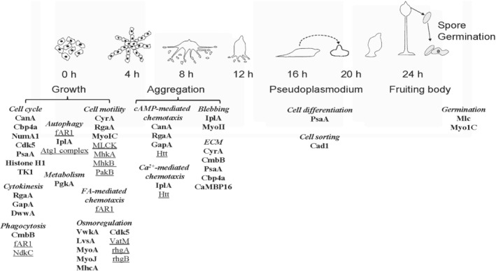 BRV-12573-FIG-0005-b