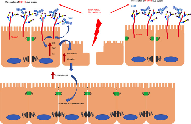 graphic file with name jciinsight-5-135843-g034.jpg