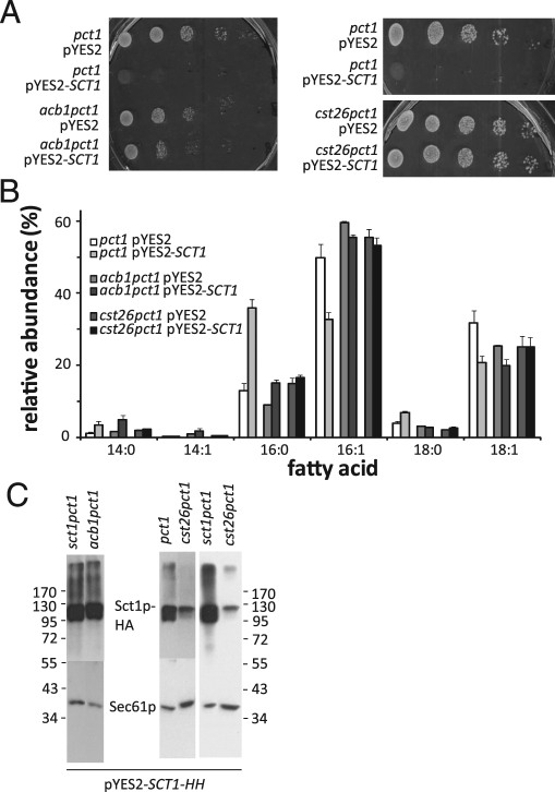 FIGURE 5: