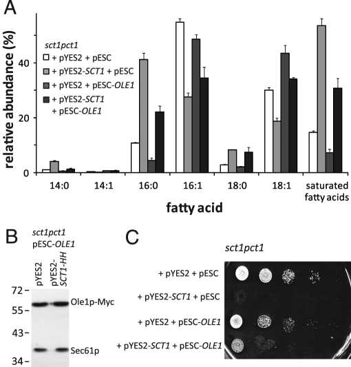 FIGURE 4: