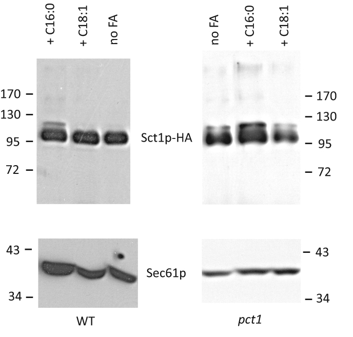 FIGURE 6: