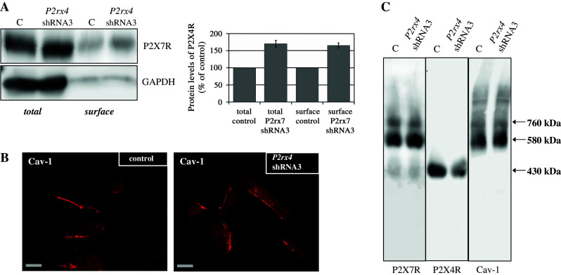 Fig. 6