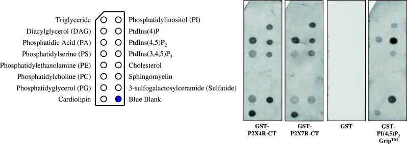 Fig. 7