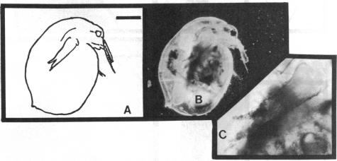 graphic file with name pnas00612-0180-a.jpg