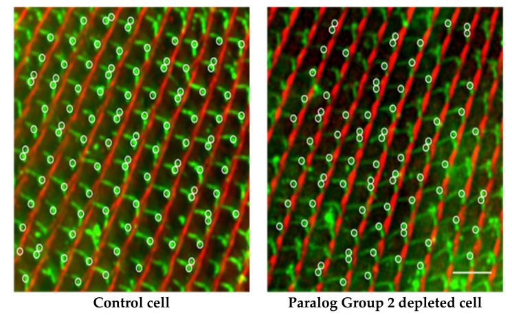 Figure 17