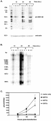 FIG. 2.