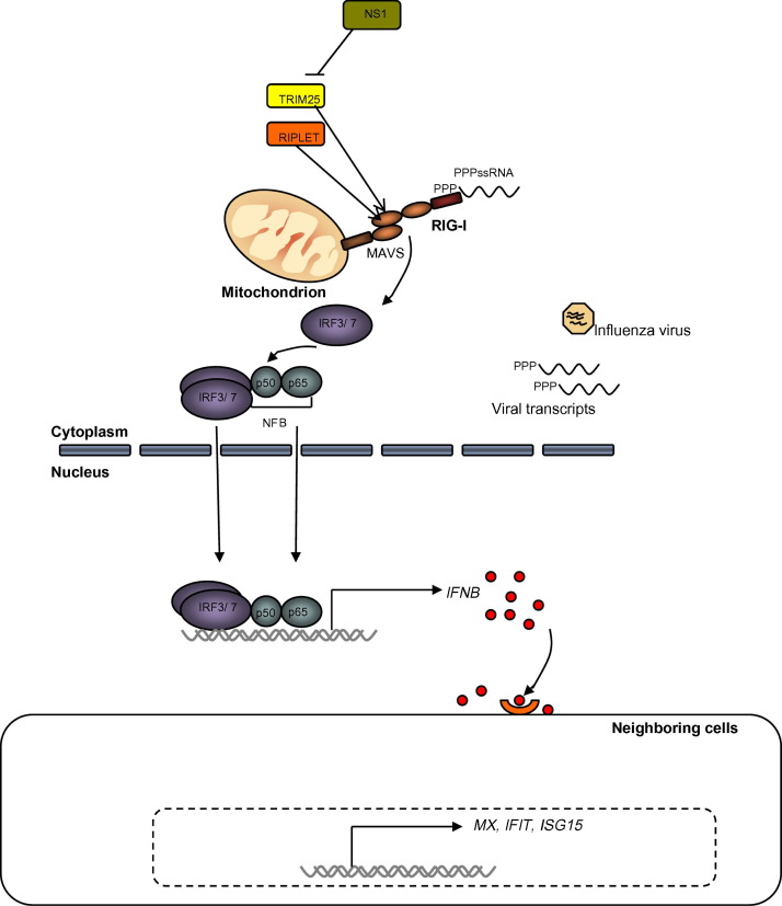 Fig. 1