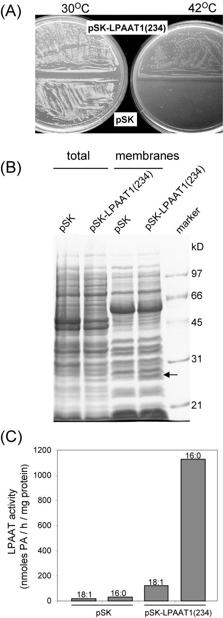 Figure 4.