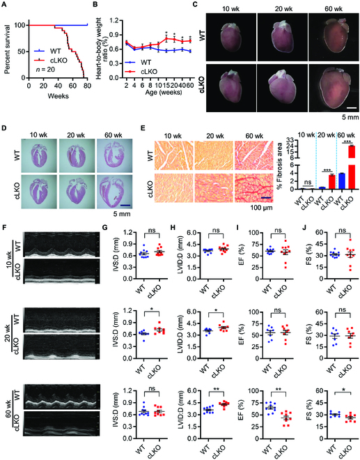 Fig. 6.