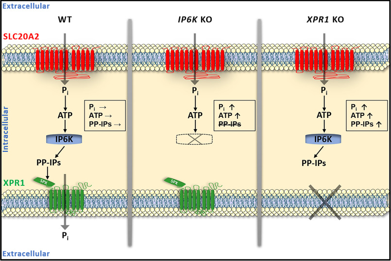 Figure 5.