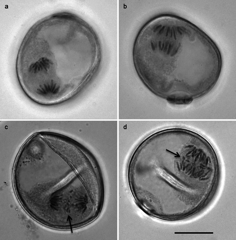 Fig. 5